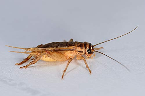 Heimchen groß, Großpackung Futtertiere 500 Stück, Futterinsekten für Reptilien und Vögel in verschiedenen Größen erhältlich