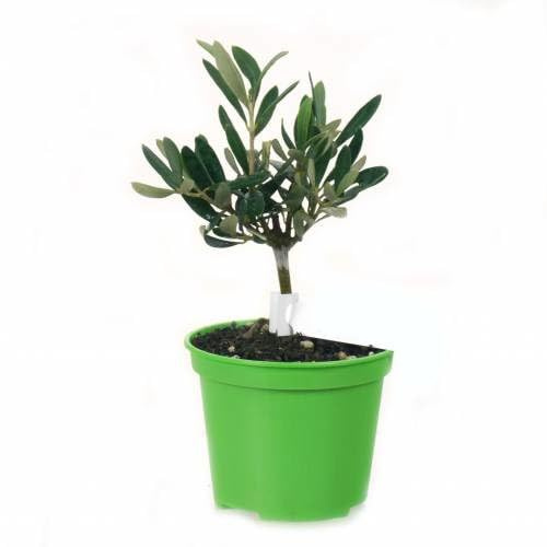 Olivo para Interior Planta Viva Árbol Enano de Hoja Duradera Decoración Natural y Elegante