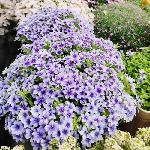 phlox bodendecker - winterharte garten dekoration wohnzimmer mehrjährig 900samen