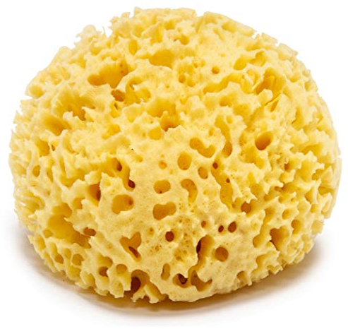 Kalyspongea® Éponge de mer 100% Naturelle Bio Grande 12-13 cm de haute qualité résistante et durable exfoliante de bain pour le corps vegetale écologique marine