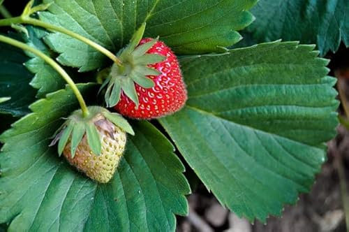 Graines fraisier des 4 saisons -connu sous le nom de fraise des Bois- Sachet de 0,2 gramme - Graines de style