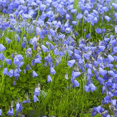 GardenersDream Campanula Jingle Blue in Vaso – Affascinante Pianta da Giardino con Fiori a Campanella Blu – Pianta Perenne Rustica da Esterno per Giardino Cottage e Bordure (incl. vaso da 11 cm)