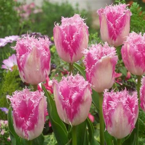 Rizomi di Tulipano-Rizomi Aromatici Perenni- Ideali per Piantagioni da interno ed esterno- eccellenti per l'esposizione-c-4 rizomi