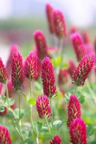 3000 Samen Inkarnatklee Trifolium incarnatum Blutklee Rosenklee Bienenweide Wildblume Nektar Wiesenblumen