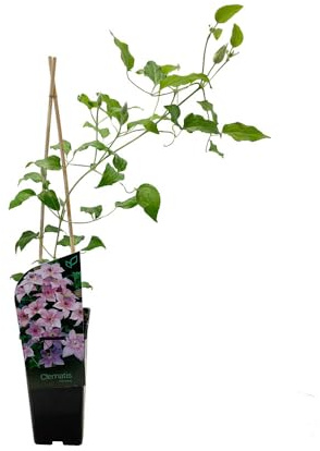 Planta Natural de Clematis Enredadera de Exterior para Crear Pergolas