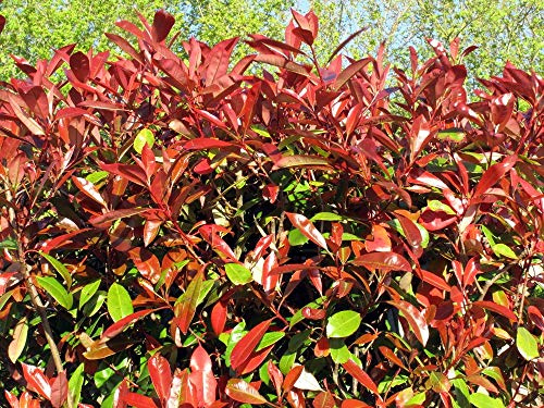 Photinia Red Robin 10 Semi Photinia Red Robin Fraseri Seeds ONLY