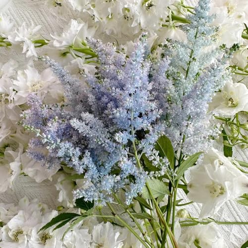 astilbe (espléndida espirea) - ornamentales lugares soleados, de jardín de semillas pradera Decoración orgánica balcones pradera decorativas 225semillas