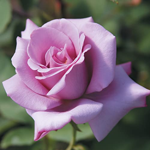 Heirloom Hybrid Tea Roses, Live Own Root Plant for Outdoor Garden, Blue Girl, Moderately Fragrant, Hardiness Zones: 7-10, Continual Blooming