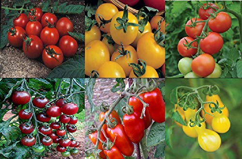 Viridis Hortus - Tomato Collection Contains 6 Varieties - Alicante, Golden Sunrise, Moneymaker, Rosella, San Marzano & Yellow Pear