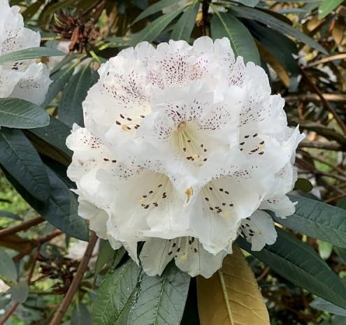 100Pcs Fresh Rhododendron Flower Seeds