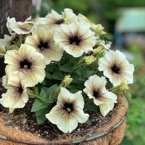 semi di petunia, esotiche giardino roccioso balcone varietà antiche biologiche d'appartamento 220pcs