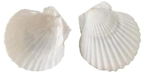 Coquilles de mer Coquilles de mer mixtes, Coquillages for l'artisanat 10~14cm Coquillage Saint-Jacques Coquillage de noix de coco blanche Décoration de mariage for la maison Décoration d'aquarium Spéc