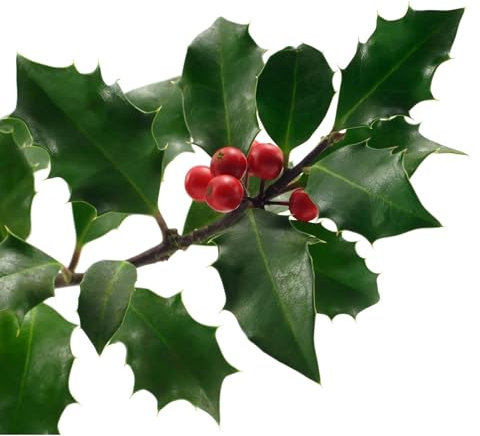 Holly Plants, Ilex 'Nellie Stevens', 2 x Full Plants in 2 Litre Pots, Holly, Garden Ready, Ready to Plant, Premium Quality Shrubs