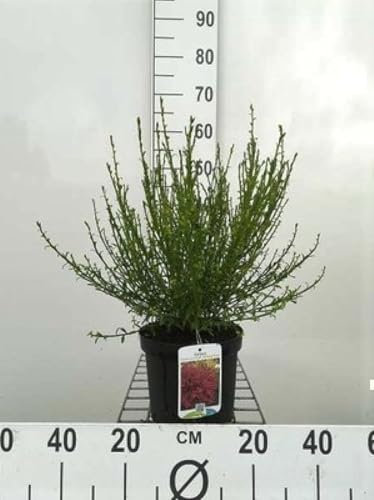Cytisus (s) 'Boskoop Ruby' - Ginster 40-60 cm Container