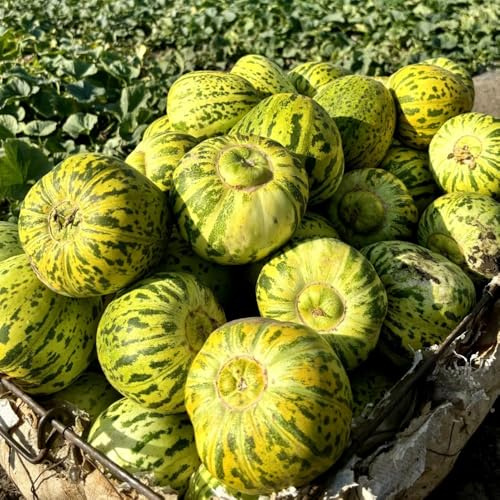semi di melone, cucumis melo, sospese melone rampicanti resistenti, interno di sapote, resistenti 400pcs