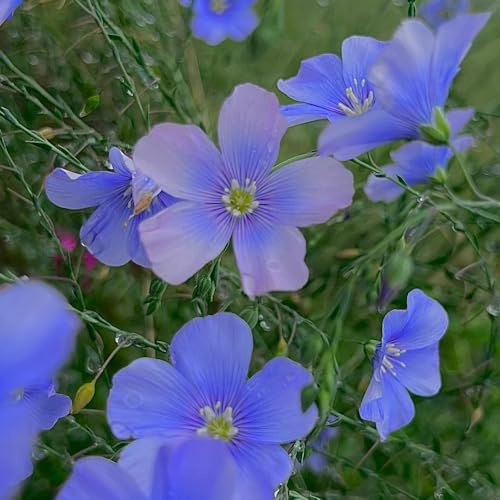 Semi di lino blu, Linum perenne, da giardino roccioso resistenti semi di vecchie varietà autunnali 450pcs