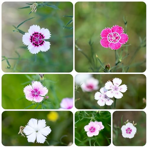 semi annuali di garofano dolce - Dianthus - per il giardino sul balcone da decorazione soggiorno vecchie varietà aiuola rialzata 550pcs