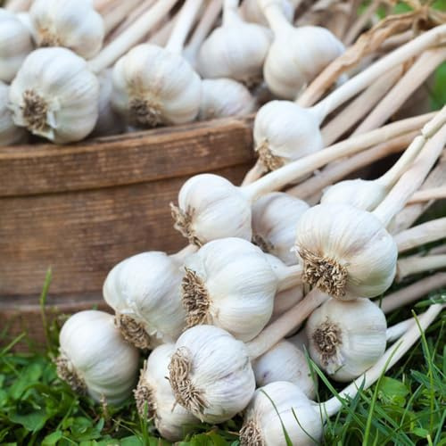 semillas de ajo para de silvestres, ajo de jardín de cobertura del suelo culinarias, cobertura 200pcs