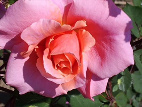 'Alibaba' - Climbing Rose - Fragrant Apricot Blooms - 4L Potted Rose