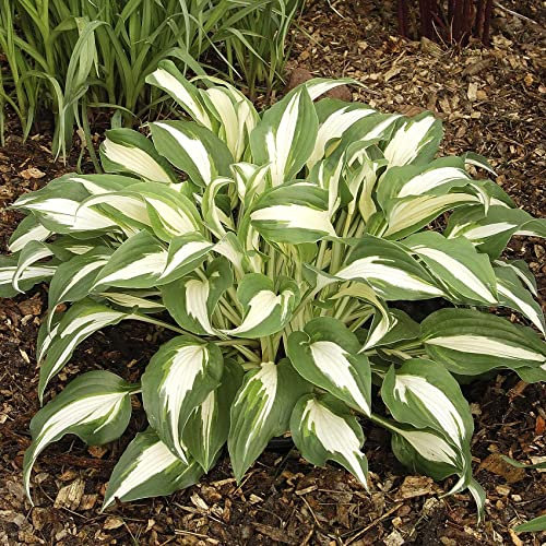 Perfect Plants - Hosta 'Night Before Christmas' – Slug-Resistant Blue Perfect Plants - Hosta in a 17cm Pot – Elegant Variegation