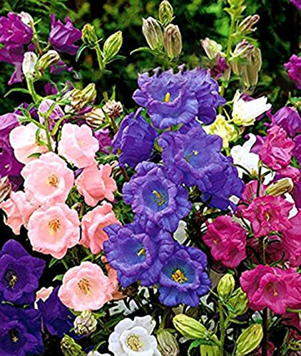 TRTO Canterbury Bells Mix - 500 Seeds - Cup and Saucer Campanula Medium calycanthema for Planting Garden Yard Patio and Useful for Gifts (500 Seeds)
