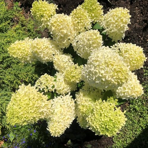 Vivai le Georgiche - Pianta vera di Hydrangea paniculata Skyfall Ortensia paniculata 'Frenne' Ortensia paniculata 'Skyfall' - vaso Ø 19 cm