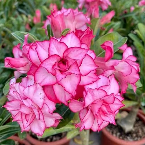 Tubérculos de rosa del desierto resistentes para comprar – Rosa del desierto perennes cebollas, ideal para plantar -1Rizoma-C