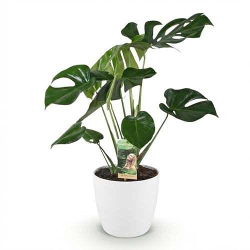 Monstera Deliciosa Fensterblatt – Große Zimmerpflanze im weißen Topf Ø21cm Höhe70-80cm – Pflegeleichte Grünpflanze – Tropische Dekopflanze für Wohnzimmer Büro Schlafzimmer