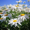 500 pezzi di semi di margherita – decorazione soggiorno, Bellis perennis, semi di fiori di margherita, sostenibile per donne farfalle lilla piccolo