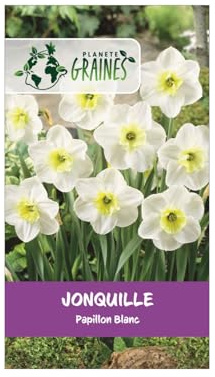 10 Bulbes Jonquille Papillon Blanc - Fleurs Élégantes et Parfumées pour le Printemps- Facile à cultiver