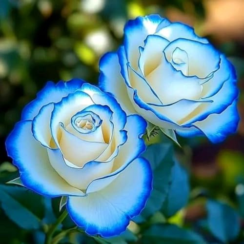Eleganz Rosen-Rhizom, Überraschend wachsend, Winterhart Mehrjährig, Geeignet für Frühling und Herbst, Kein Gießen Erforderlich-3 Rhizom-C