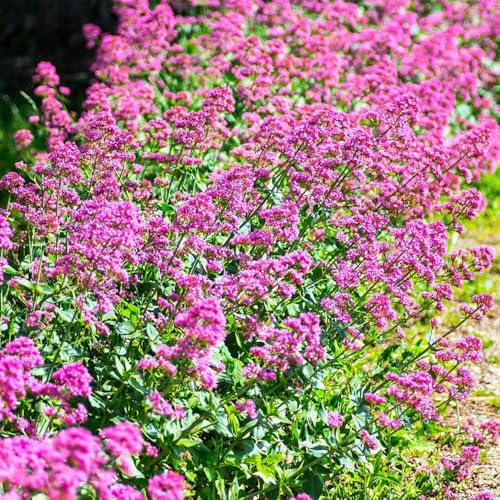 valeriana - selvatiche in aiuole rialzate biologiche giardino giardino roccioso interno 350semi
