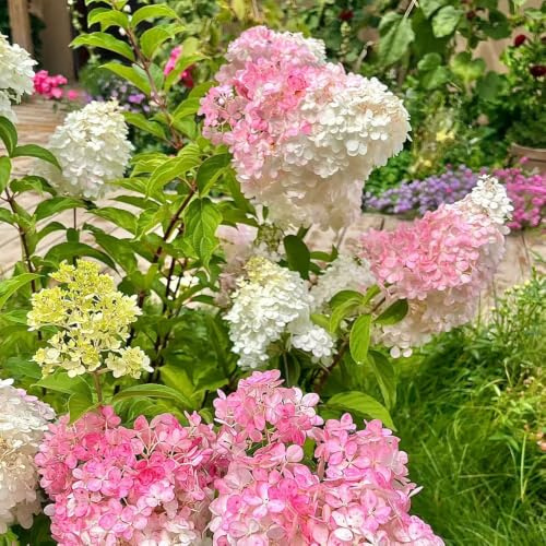 hortensia panícula - extremadamente de jardín de rocas balcón 120semillas