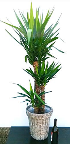 POWERS TO FLOWERS - YUCCA A TRE TRONCHI XXL IN CESTONE VIMINI, Tronchetto della felicita', pianta vera