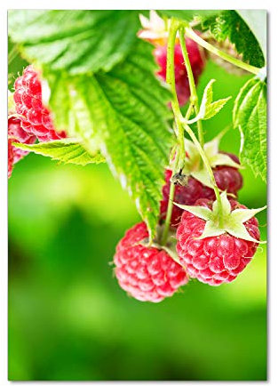 Tulup Acrylic Print Wall Art 70x100cm Image printed on Acrylic Decorative Wall Picture behind Toughened/Tempered Safety Real Acrylic for Kitchen & Living Room - Raspberries on the bush