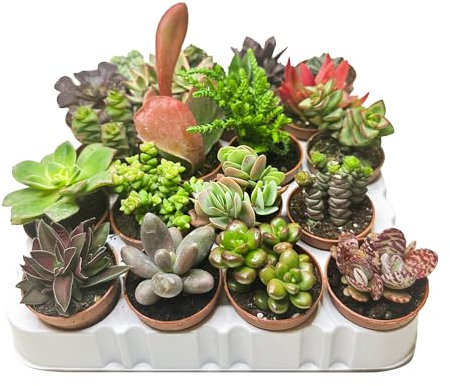 Box 20 Piante Grasse e Succulente Senza Spine, Vaso Ø 5.5cm, Piante da Interno Assortite, Decorative e Facili da Curare