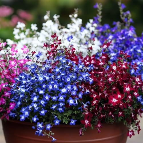 8500/Seeds - Cascade Lobelia Mixed (Lobelia erinus pendula Cascade) Perfect for Hanging Baskets,Window Boxes,and Container Gardens.