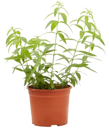 Verdecora Hierbaluisa maceta 3L | Aloysia citrodora | Cedrón o Verbena de Indias | Planta Aromática y Medicinal | Intenso Aroma a Limón | Ideal para Infusiones, Cocina y Jardín