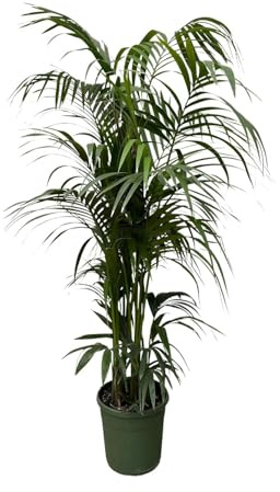 Kentia Palme - 220-230cm - Ø38cm - Zimmerpflanze - Immergrün