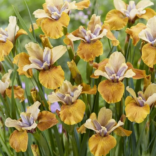 10bulbi di iris perenni resistenti - iris - iris decorazione, appartamento da a precoce, mini giardino autunnali dalla
