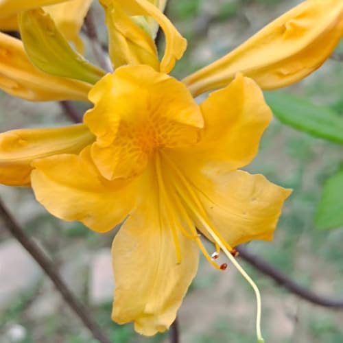 Semillas de azalea, exóticas semillas de rododendro resistente, jardín orgánicas semillas de balcón 150pcs