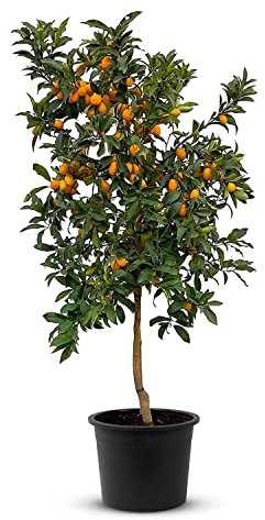 TropicTrees Citrus Fortunella Margarita | 150 cm hoher Kumquatbaum mit einem Stammumfang von 8-10 cm | Kumquat zur Saftherstellung, als Gewürzzutat und als Zierpflanze für den Innenbereich