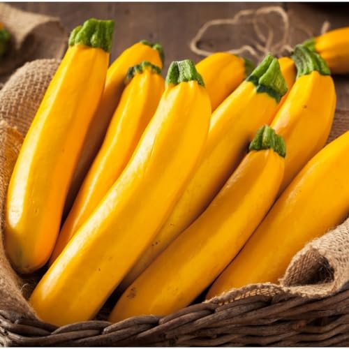 PREMIER SEEDS DIRECT - COURGETTE - Banana Song F1-10 Seeds