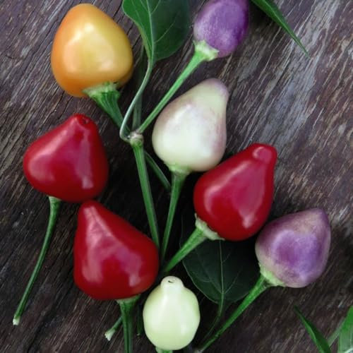 Chilli Pepper 'Chilli Spangles' Seeds - Kew Vegetable Collection by Thompson & Morgan - 1 Packet (8 Seeds) by Thompson & Morgan