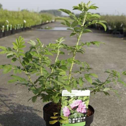 Rose Rugosa 'Admiration' – Fragrant Pink Flowers, Drought Tolerant, Compact Bushy Shrub, Disease Resistant, Red-Orange Fruits – 1X 3 Litre Pot by Thompson and Morgan