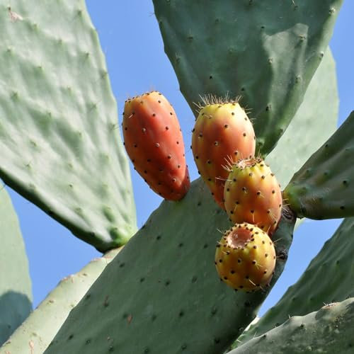 Pianta vera di Fico d'India - Diametro Vaso Ø 30 cm