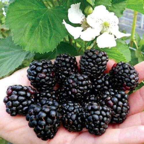 3 piante di Mora More senza spine Rubus fruticosus frutti di bosco pianta in vaso 7x7 cm Vivaio di Castelletto