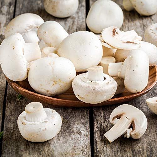 Windowsill White Mushroom Growing Kit 1 x – Gift Wrapped | Easy Grow Your Own Mushrooms at Home | Fun & Fresh Indoor Gardening Gift by Thompson & Morgan