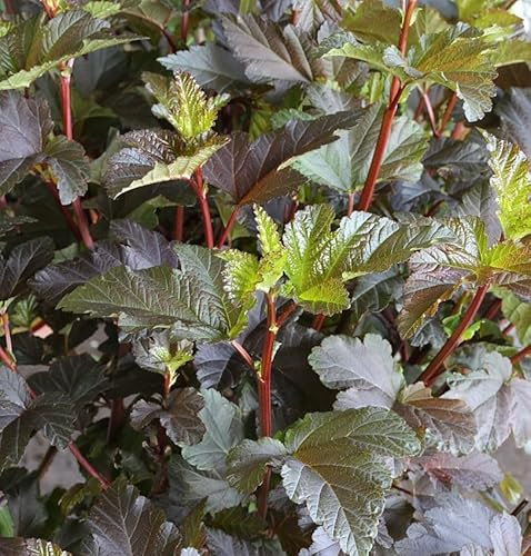 Fasanenspiere Diable d Or 60-80cm - Physocarpus opulifolius
