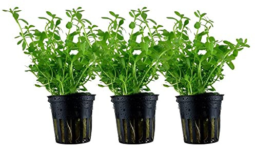 AquaOne Pianta per acquario, 3 pezzi, Bacopa monnieri 'Compact', pianta acquatica, pianta a stelo completamente radicato, facile da pulire, decorazione Aquascaping